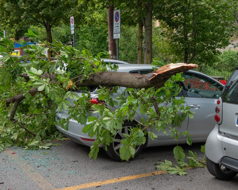 What to Do When a Tree Limb Falls Suncoast Urgent Care